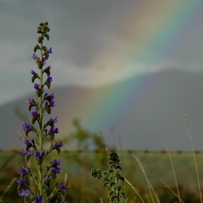 Flower and Rainbow