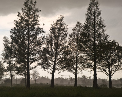 Afternoon Rain Storm