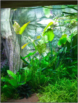 Echinodorus 'Aquartica' with long leaves