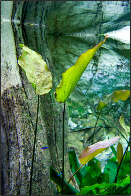 Echinodorus 'Aquartica' with long leaves