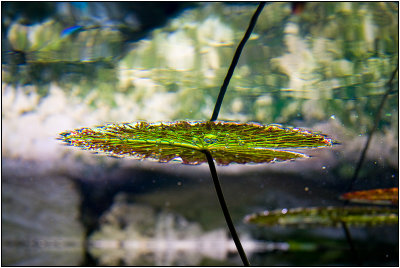 Floating Lotus leaf