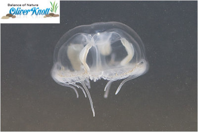Freshwater Jellyfish 2008