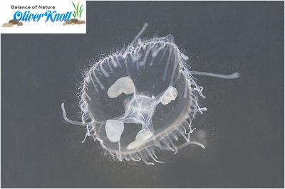 Freshwater-Jellyfish (Craspedacusta sowerbyi)
