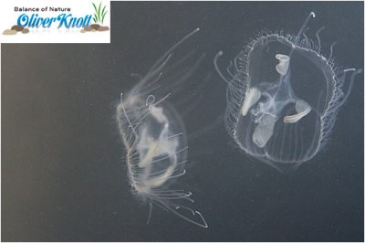 Freshwater-Jellyfish (Craspedacusta sowerbyi)
