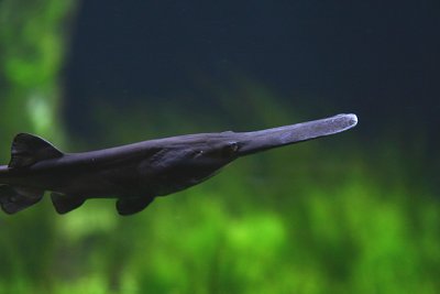 American paddlefish