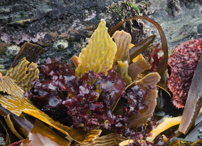 Kelp Bouquet.jpg