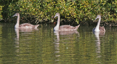 Swan_4253.jpg