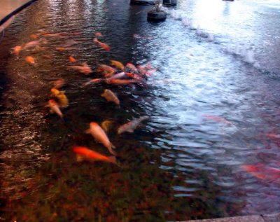 Pond inside Suntec City Mall