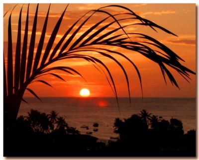 Palmy Sunset