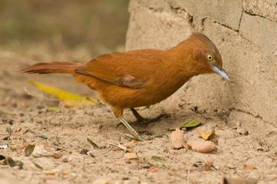 Rufous Cachalote