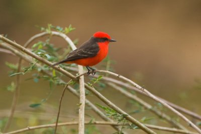 Vermillion Flycatcher