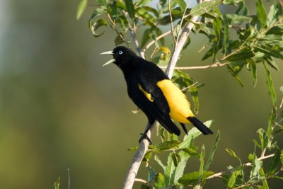 OGP_20080901_4759.JPG
