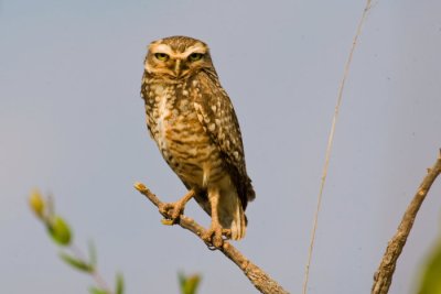 Burrowing Owl