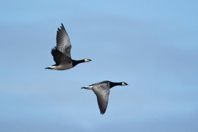 Barnacle Goose