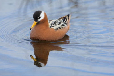 Gray Phalarope