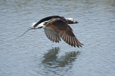 Long-tailed Duck