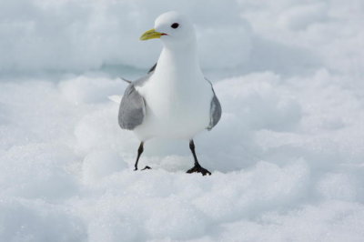 Kittiwake