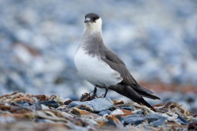 Arctic Skua