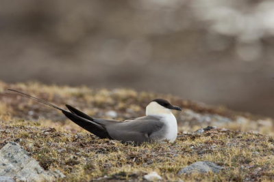 Long-tailed Skua