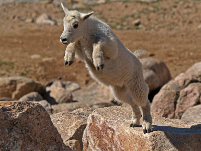 Leapin Mountain Goat