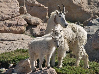 The Goats of Mount Evans