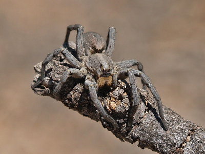 Wolf Spider