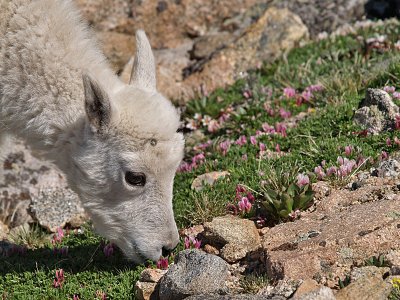 Grazing