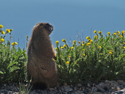 Marmot Lookout