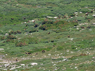 Elk Herd