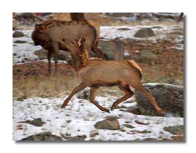 Prancing Elk