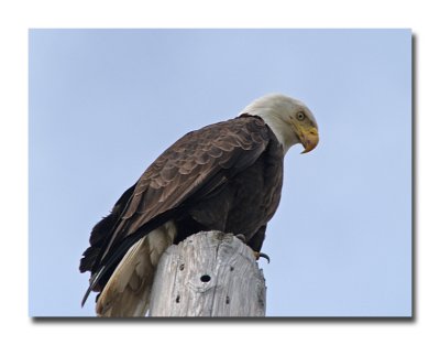 Bald Eagle