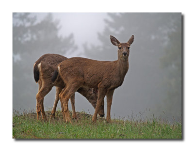 Black-tailed Deer