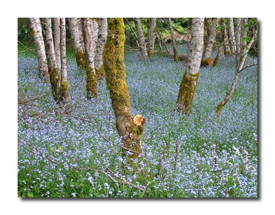 Near Lake Crescent