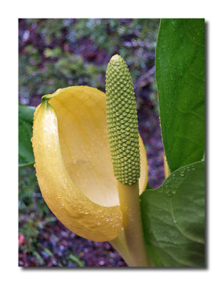 Skunk Cabbage