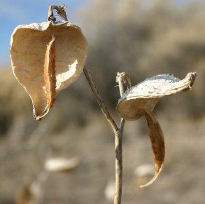 Milkweed Seed Pods