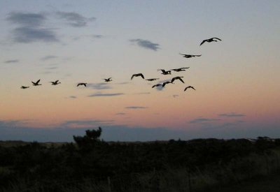 Geese heading South for Winter