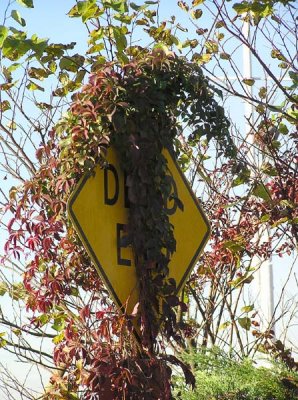 Old Dead End Sign on Secatauge Lane