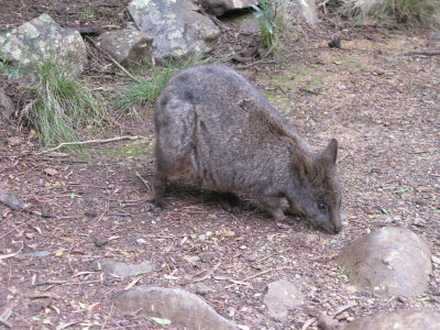 Launceston Cataract Gorge wallaby