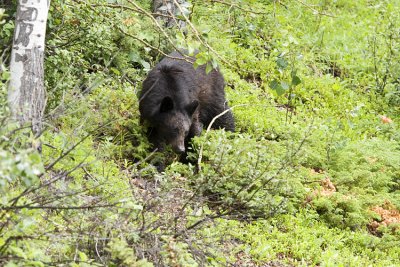 black bear 070608_MG_0050