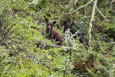 black bears 070608_MG_0058