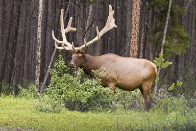 elk 070608_MG_0038