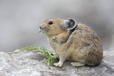 pika 070608IMG_0577