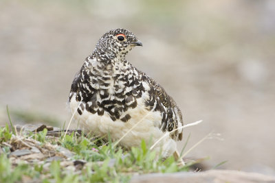 white-tailed ptarmigan 070508IMG_0125