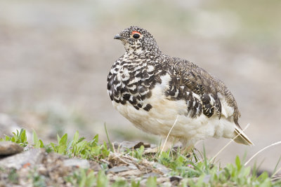 white-tailed ptarmigan 070508IMG_0137