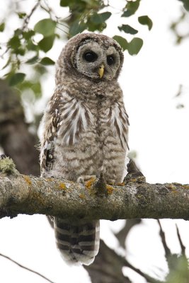 barred owl 071208IMG_1903