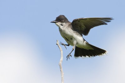 eastern kingbird 071208IMG_0987