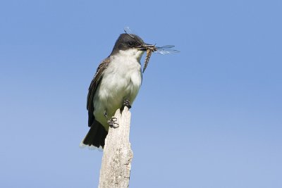 eastern kingbird 071208IMG_1256