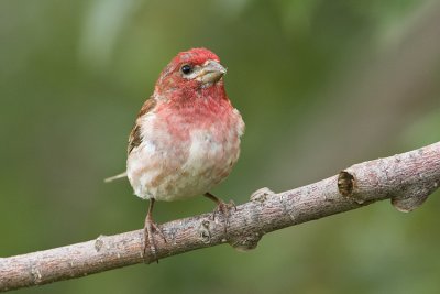 purple finch 071308IMG_0238