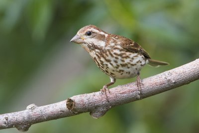 purple finch 071308IMG_0387