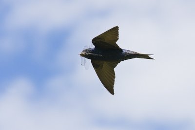 purple martin 071308IMG_0453